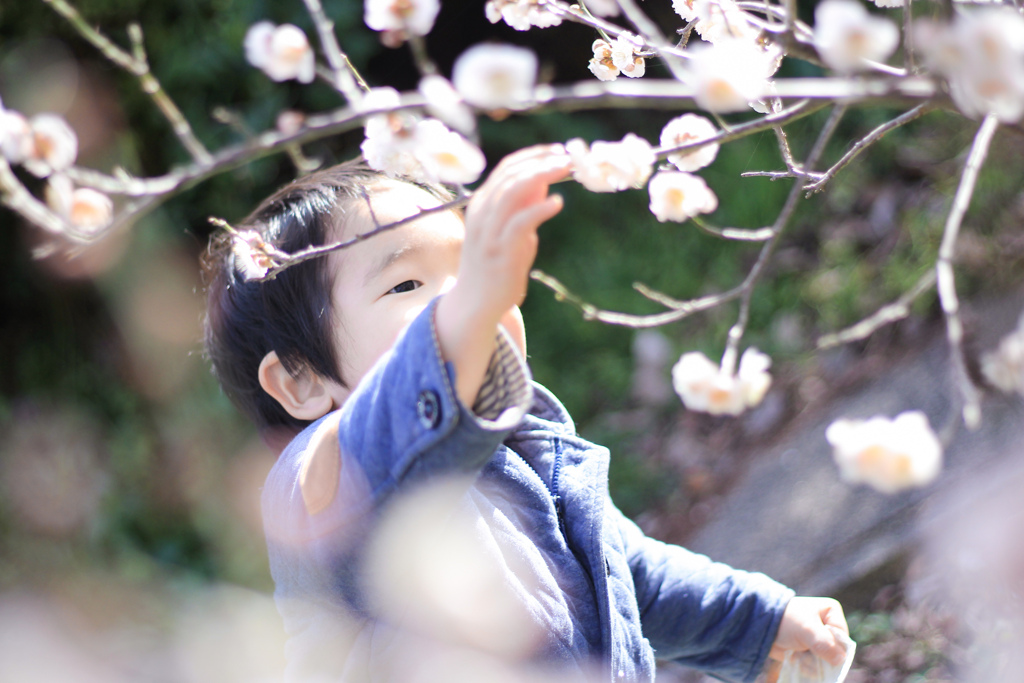 梅の花を