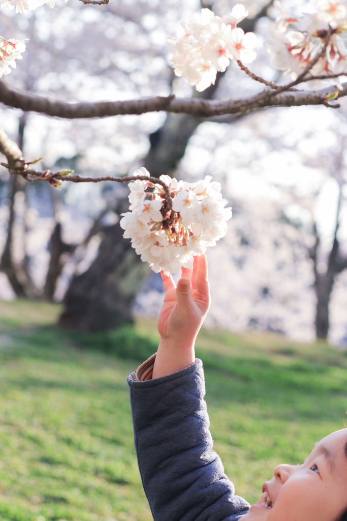 桜にタッチ