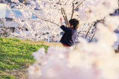 息子と桜