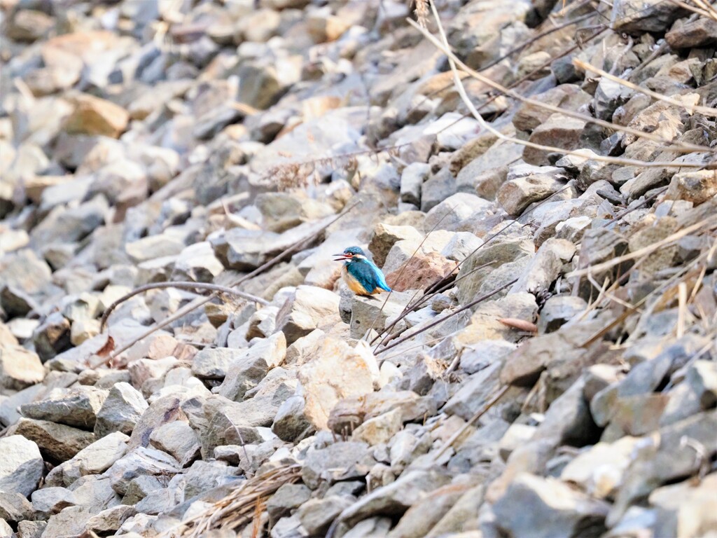 遠くのカワセミ笑ってる