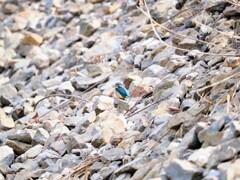 遠くのカワセミ笑ってる