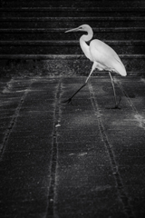 walking bird