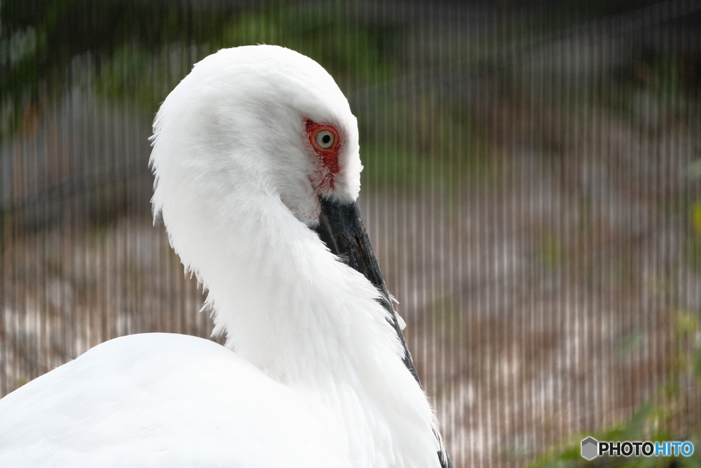 上野動物園