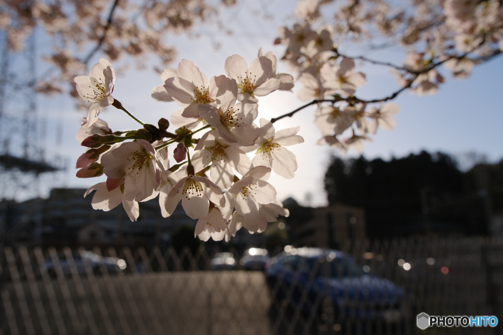 桜透く
