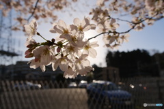 桜透く