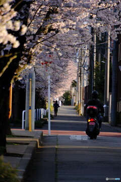 桜が見る日常