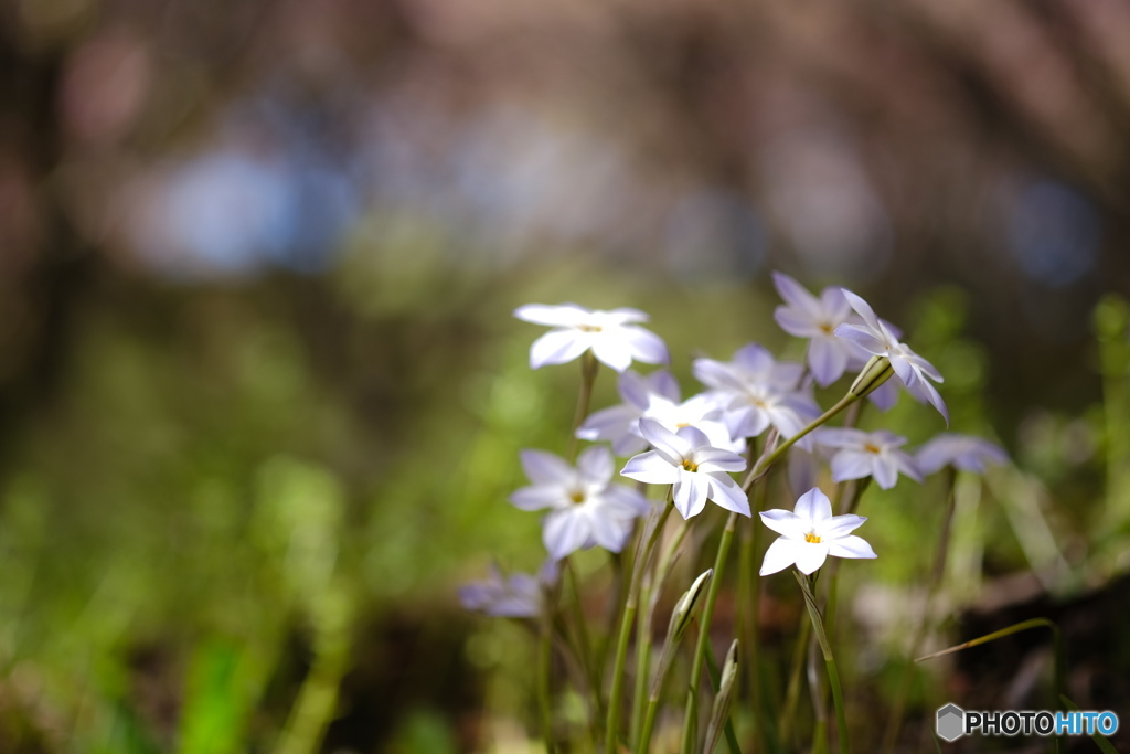 桜の下でひっそりと咲く花