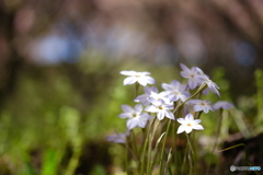 桜の下でひっそりと咲く花