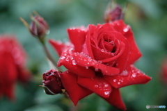雨の生田緑地バラ苑の真っ赤な薔薇