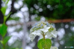 近所の紫陽花2