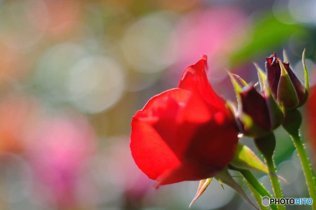 夕陽に咲く赤いバラ