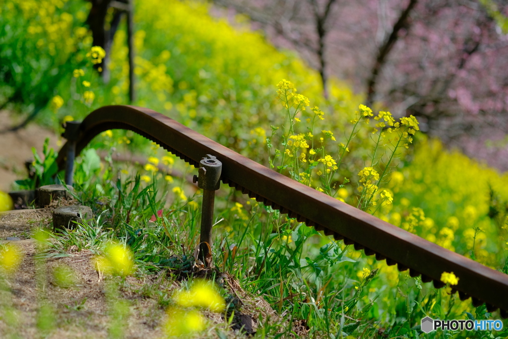 菜の花と桜とモノレール