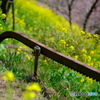 菜の花と桜とモノレール