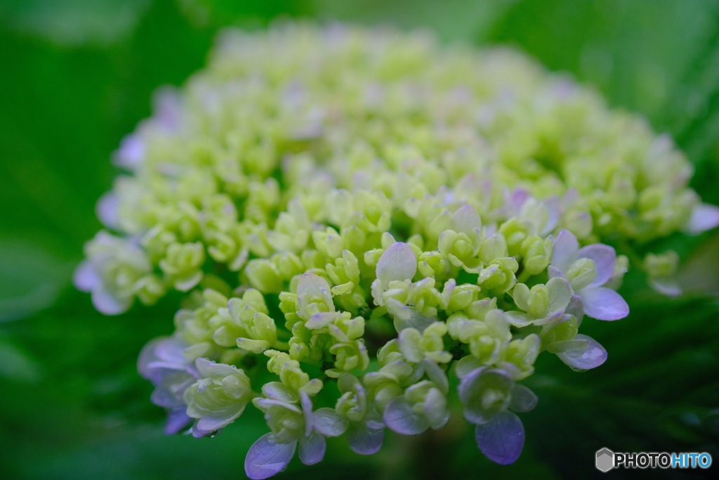 近所の紫陽花3