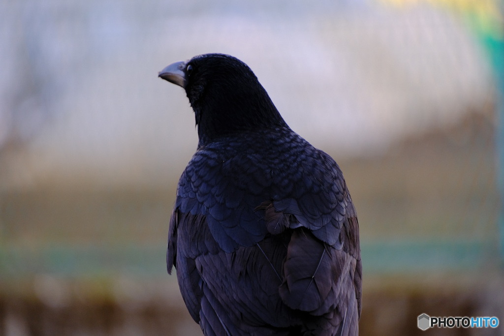 カラスって黒一色じゃないんですね。