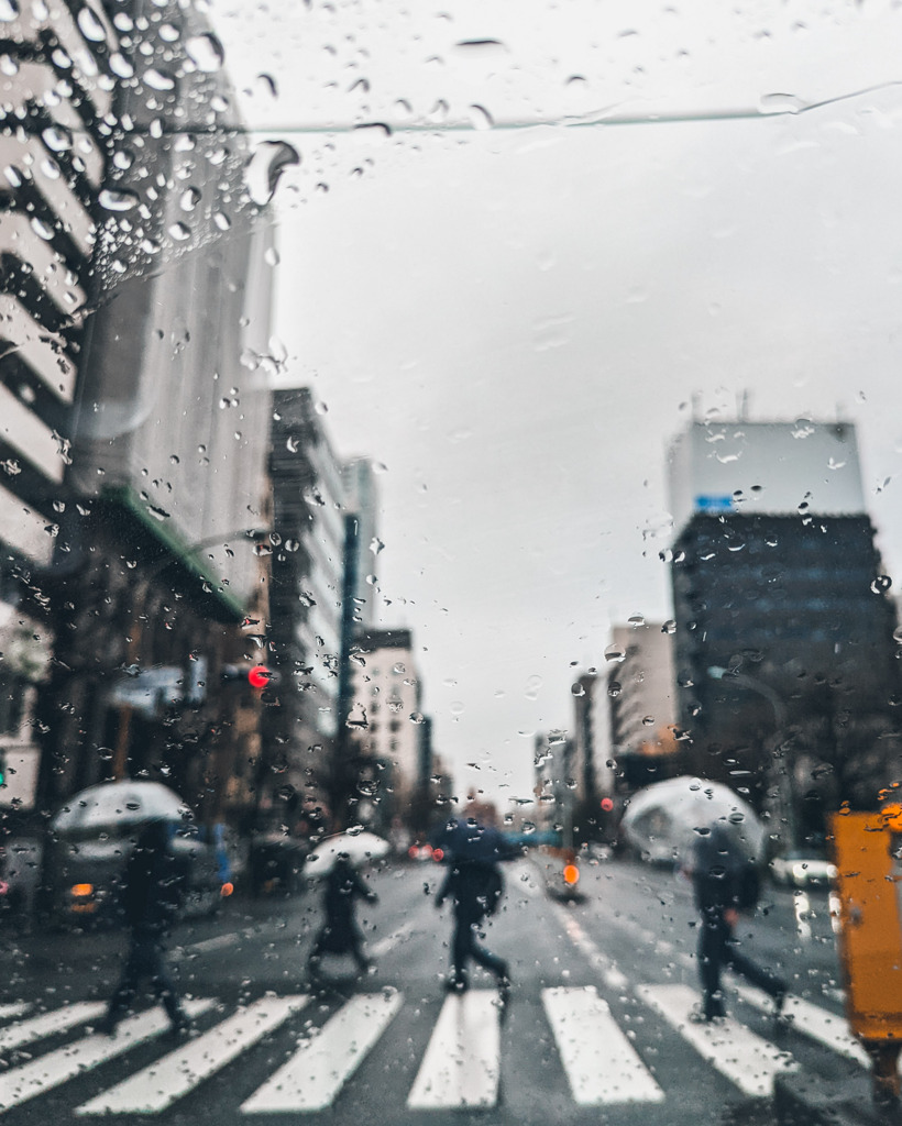 一足早い紫陽花