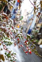 雪景色