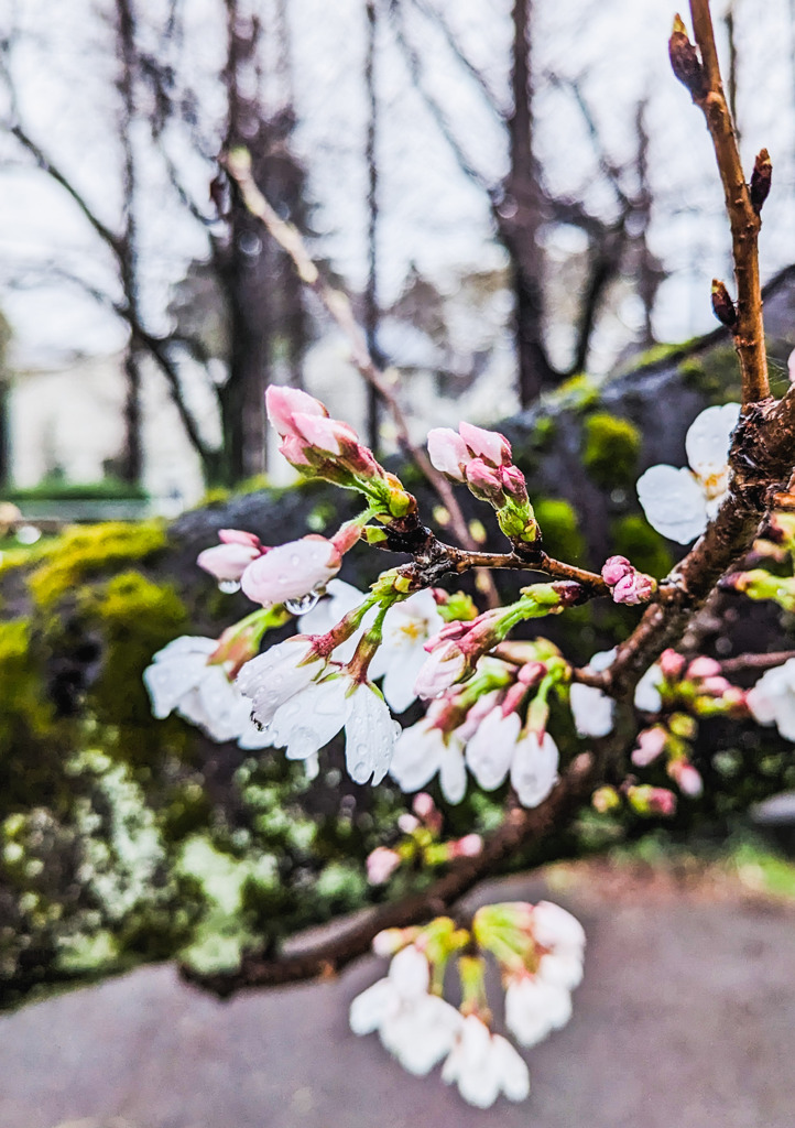 雨に花咲く