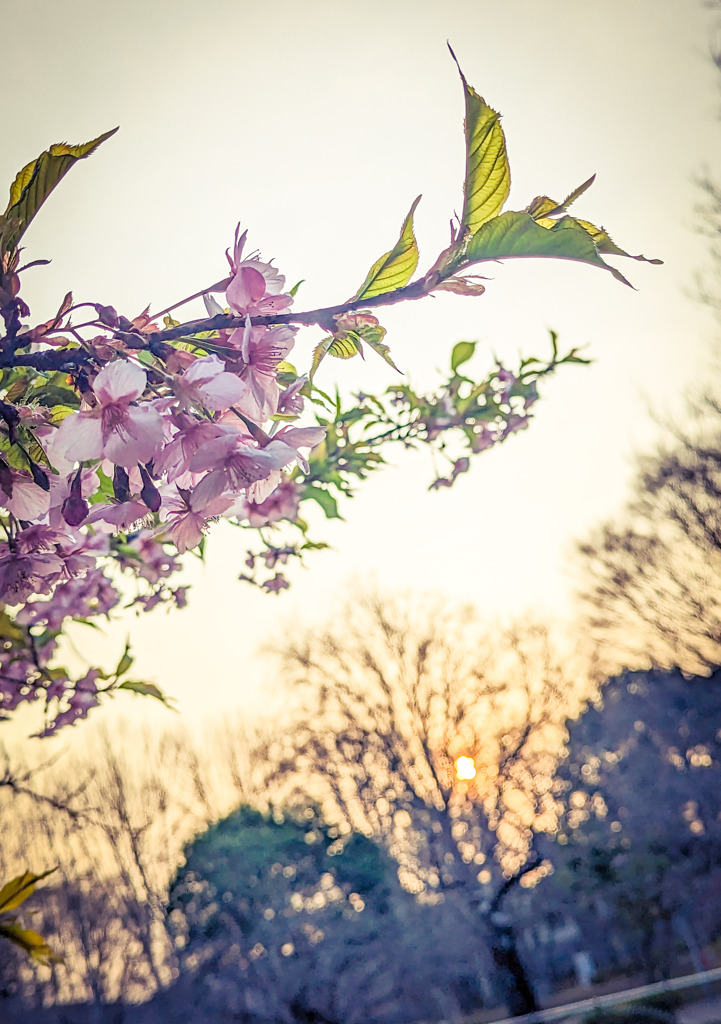 朝に花開く