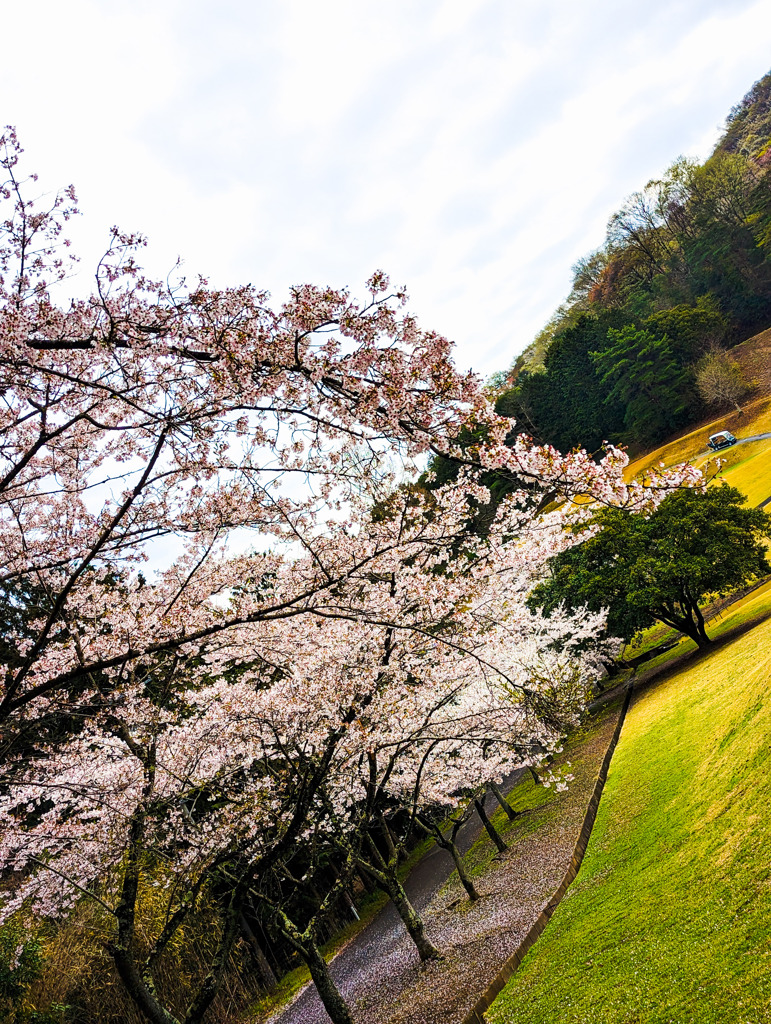 桜咲く