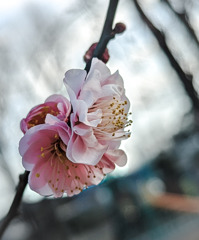 咲いた咲いた。