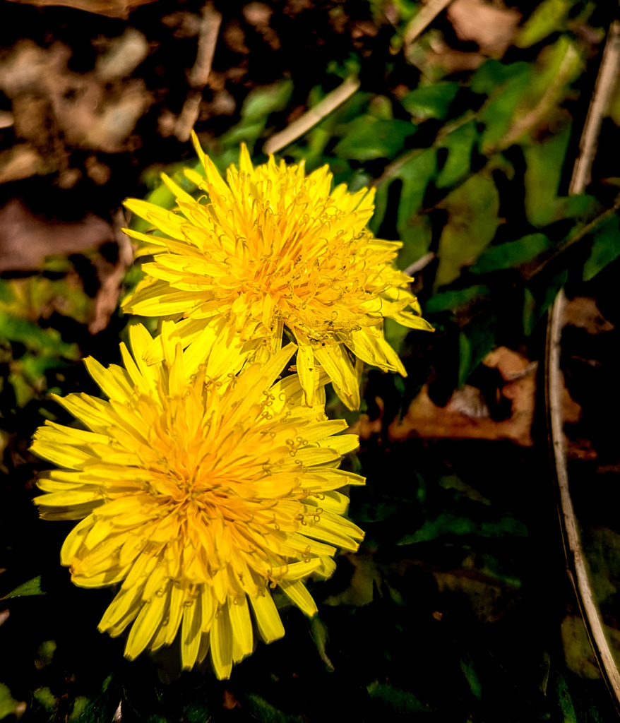 ダンデライオン