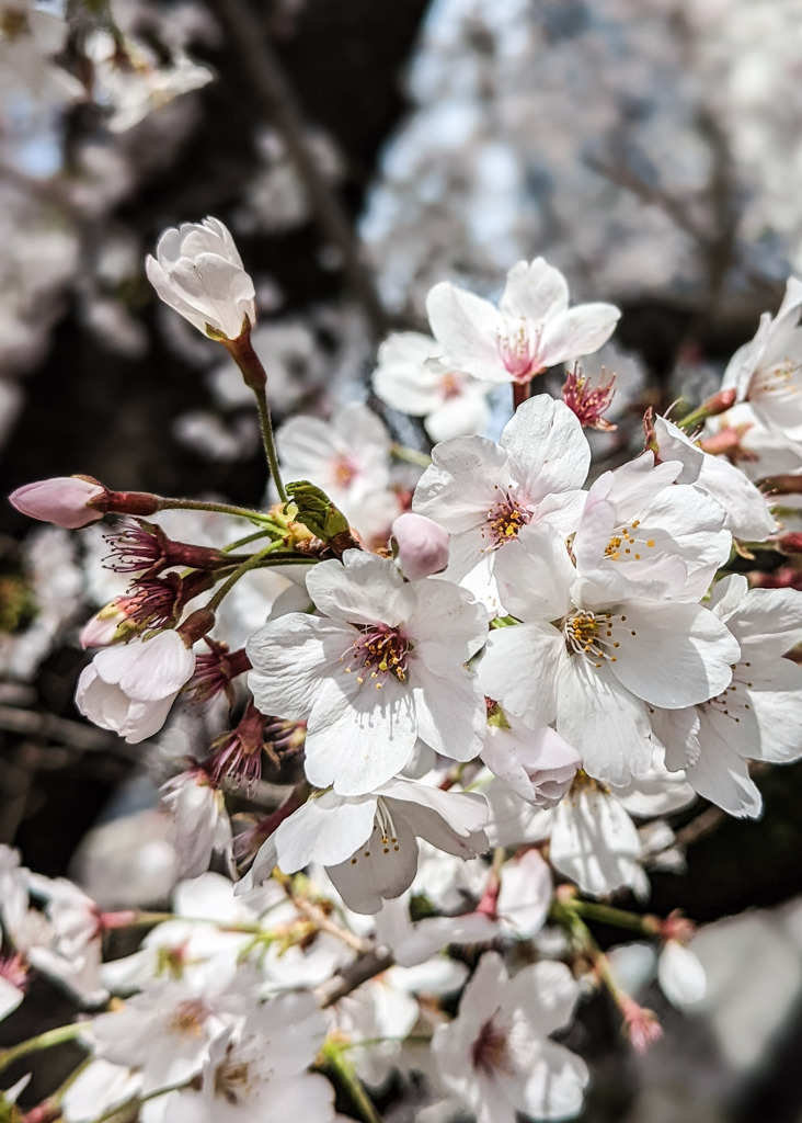 桜の思い出