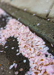 降り立つ花びら