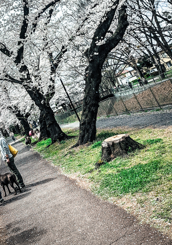 ある春の思い出