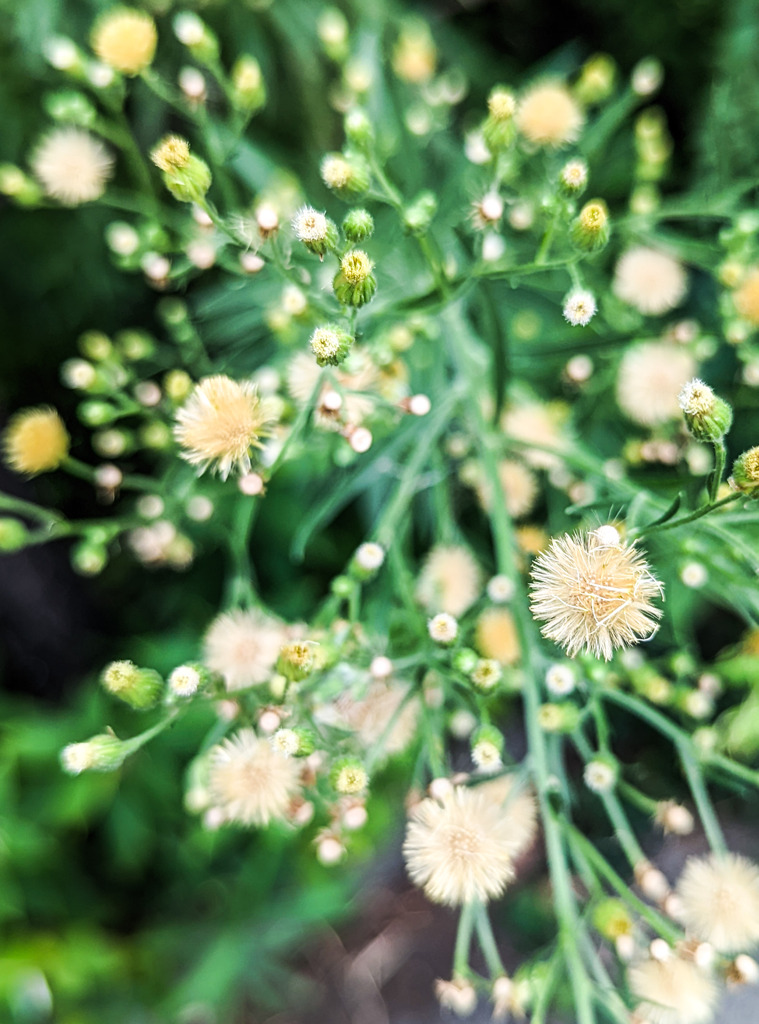 淡い夏の可愛らしさ