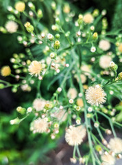 淡い夏の可愛らしさ