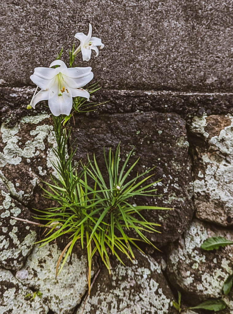 海辺に佇む一輪の花