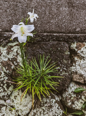 海辺に佇む一輪の花