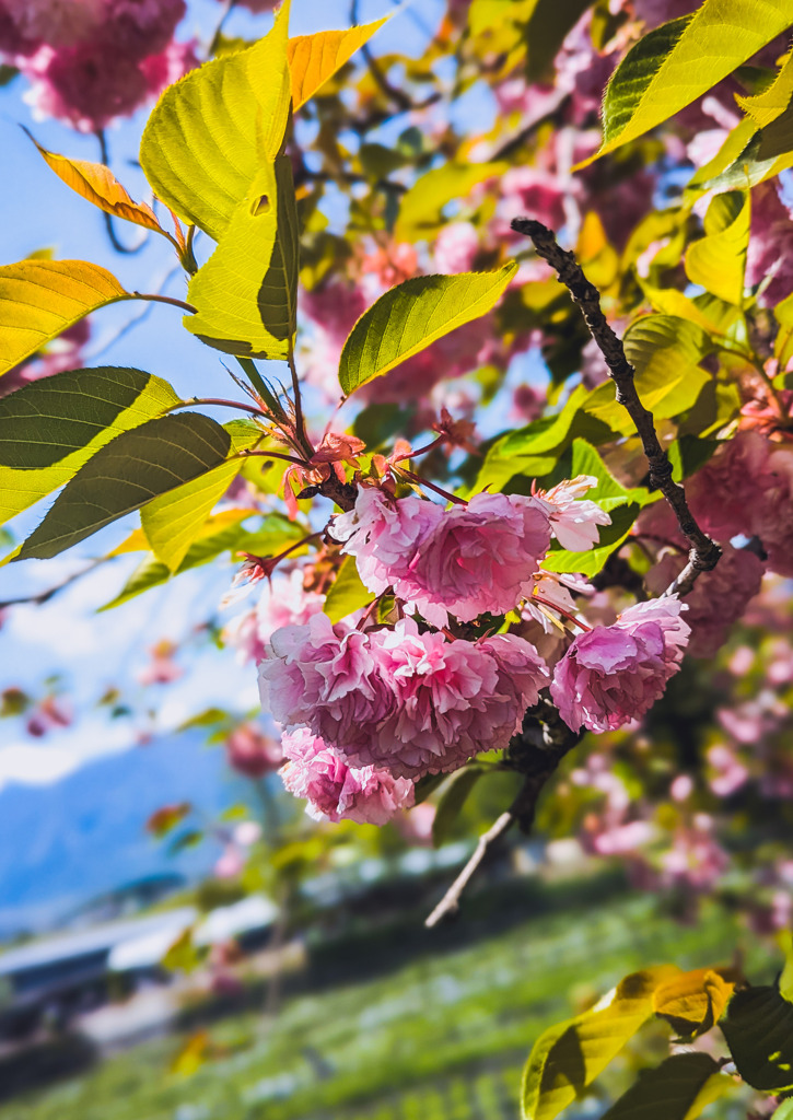 安曇野の桜