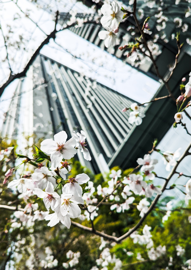 都会の桜