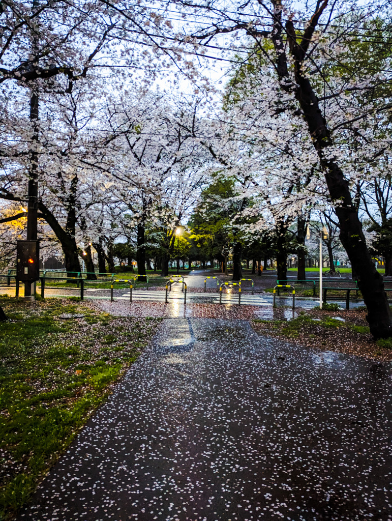 雨の桜道