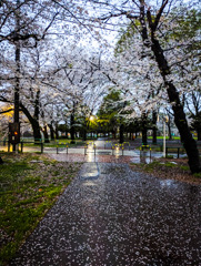 雨の桜道
