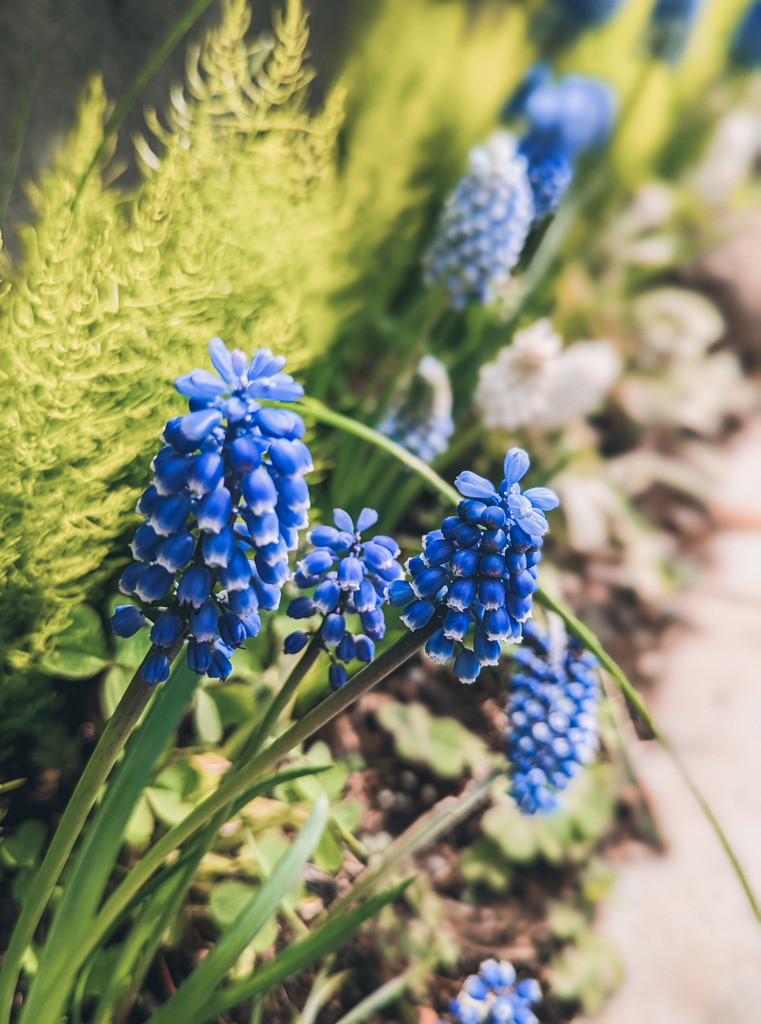 淡くひっそりと