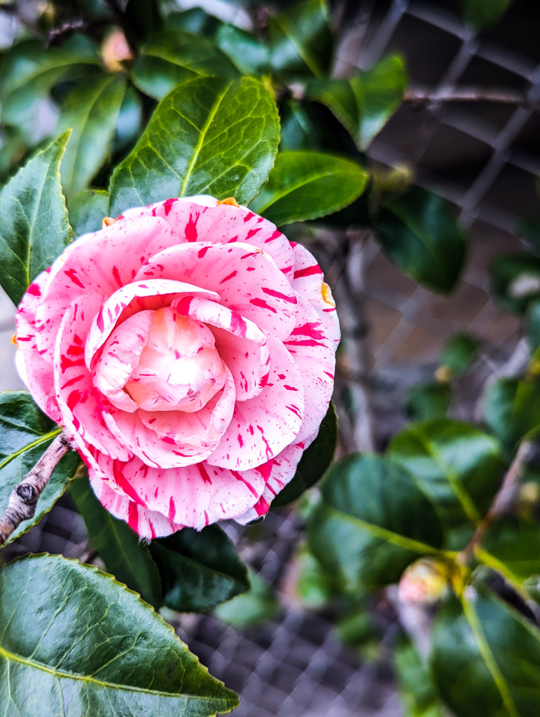 春に花咲く仲間たち