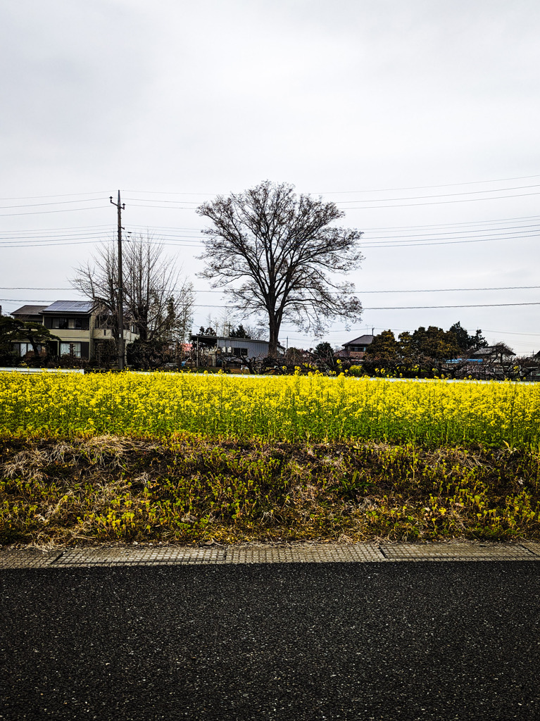 菜の花の思い出