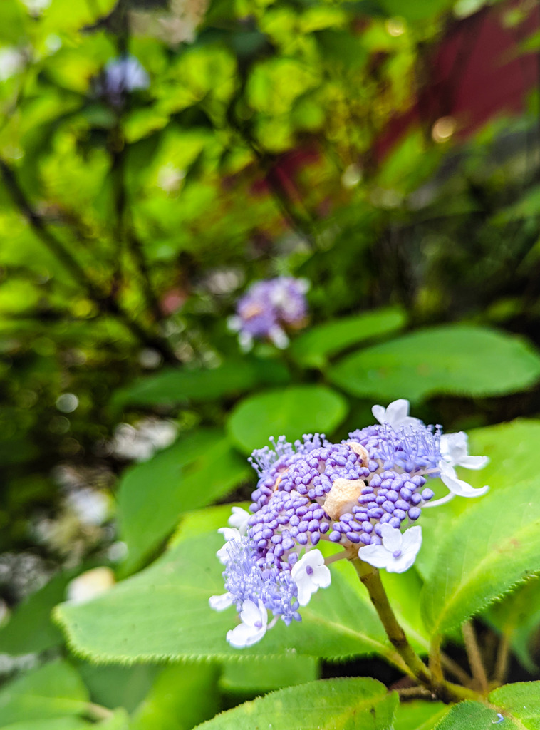 夏の紫陽花
