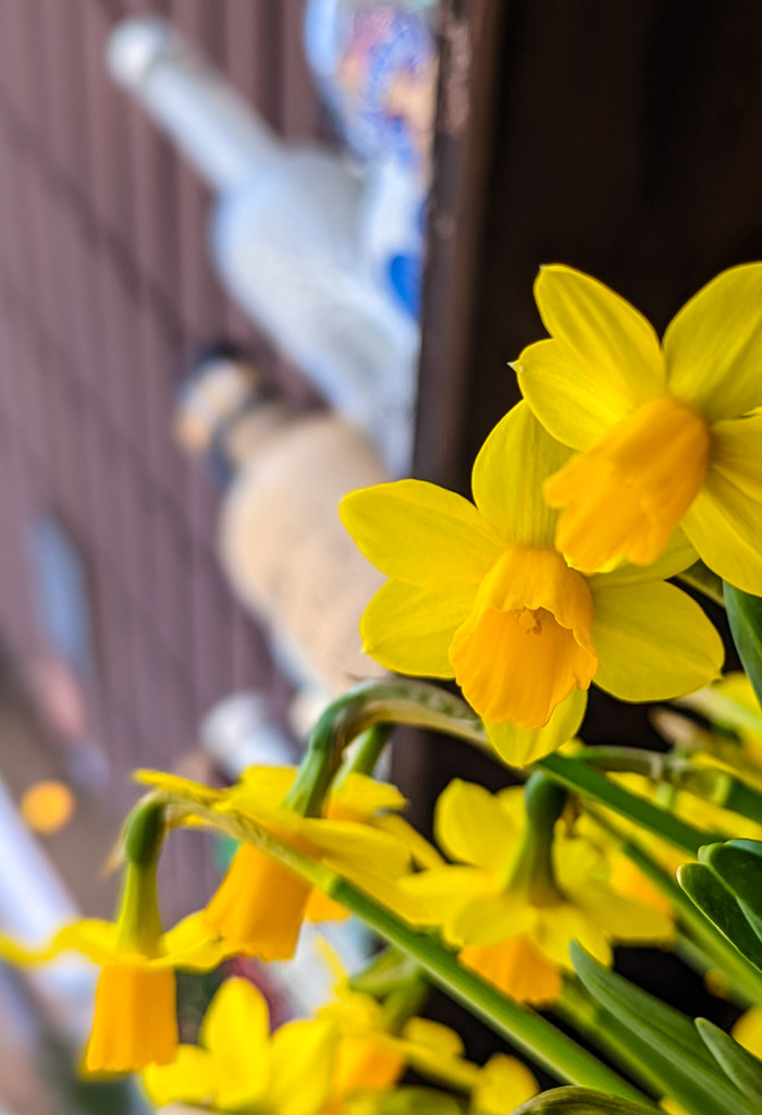 歌うスイセンの花