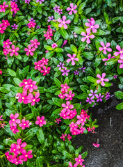 たくさんの笑顔