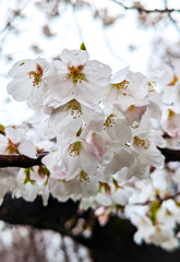 桜咲く