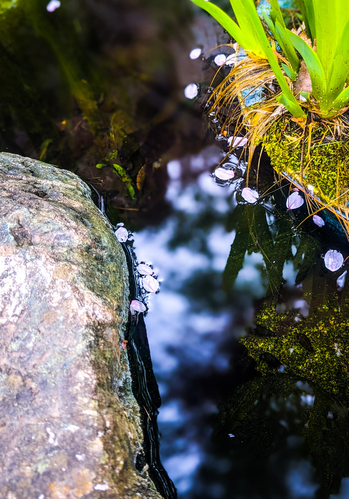 池に舞う
