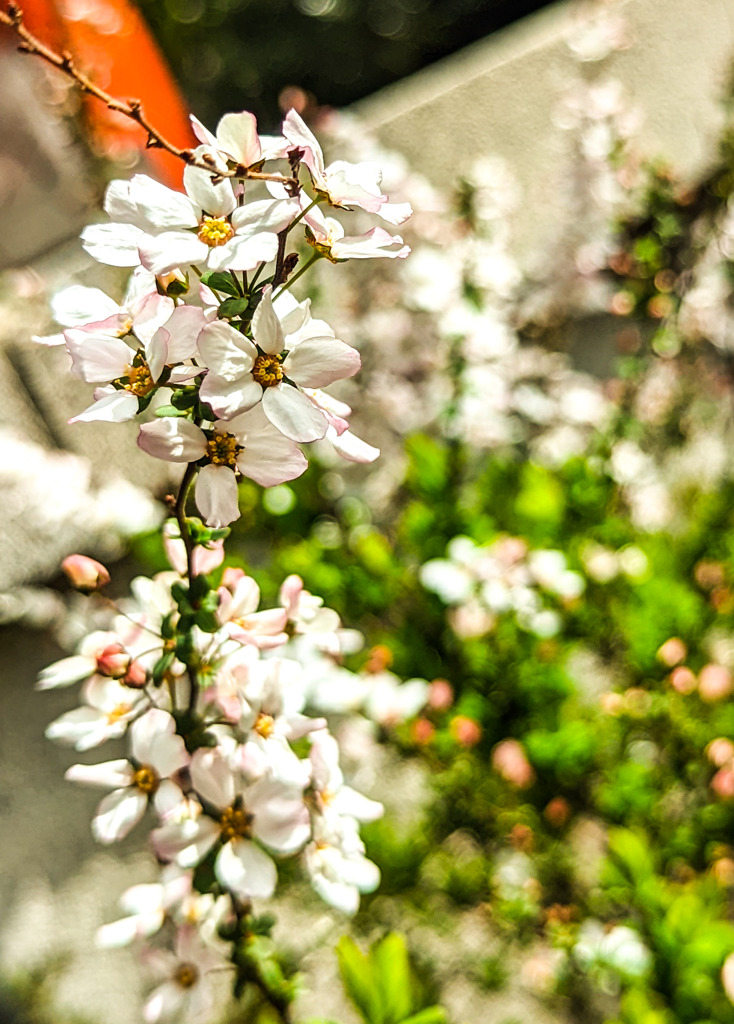 小さな仲間たち