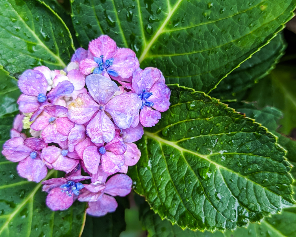 雨あがりの紫陽花