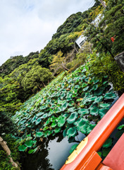 蓮の池