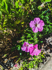 まぶしげな朝顔