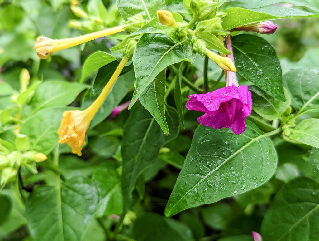 色の花オシロイバナ